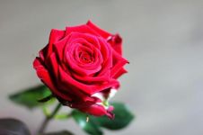 期待爱情玫瑰开花-情人节短信让恋人浪漫相约